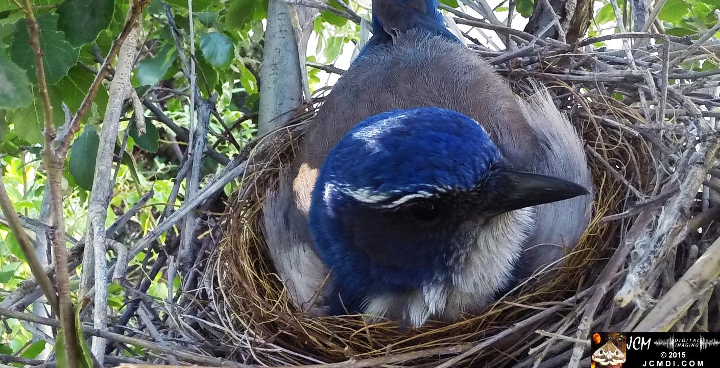 Female Scrub Jay on nest Documentary GoPro Hero3+ Black polecam 4-4-2015 Santa Clarita JCMDI.COM